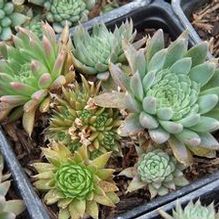 Orostachys spinosa Orostachys spinosa