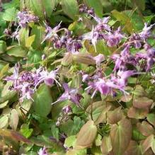 Epimedium grandiflorum 'Lilafee' Epimedium grandiflorum 'Lilafee'