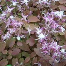 Epimedium grandiflorum 'Dark Beauty' Epimedium grandiflorum 'Dark Beauty'