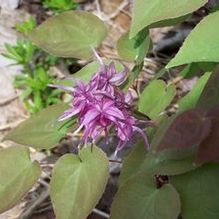 Epimedium grandiflorum 'Rose Queen' Epimedium grandiflorum 'Rose Queen'