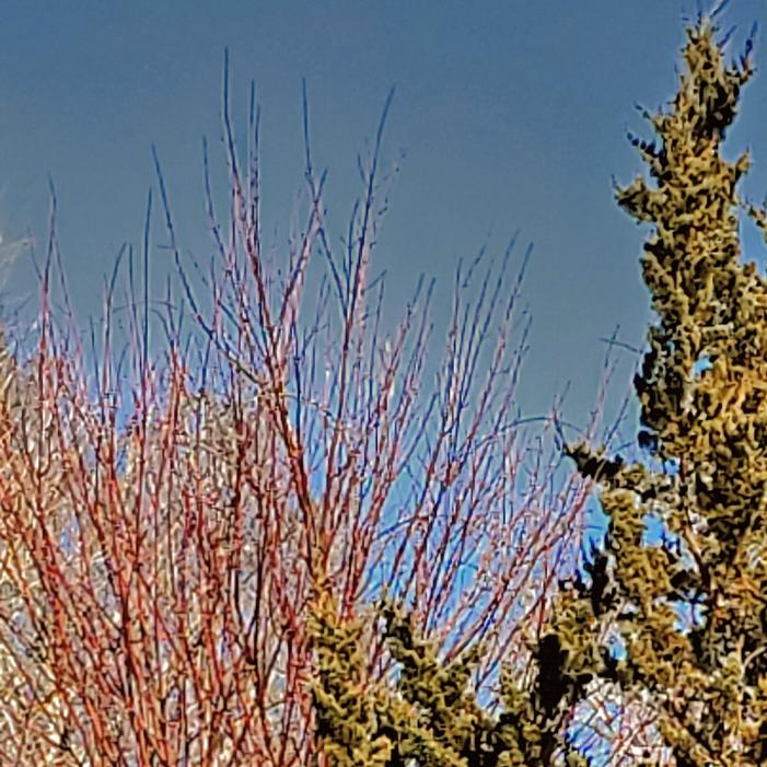 Winter stem color is decidedly red Winter stem color is decidedly red