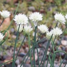 Allium sp. (still to be ID'd)