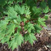 Acer tschonoskii subsp. koreanum