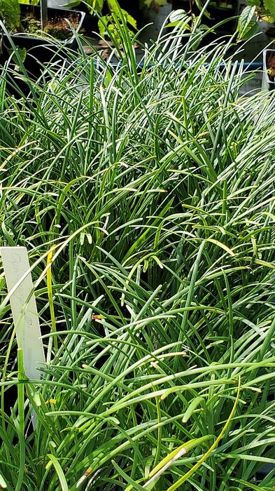 Ophiopogon sp. - Mondo Grass from Quackin Grass Nursery Ophiopogon sp. - Mondo Grass from Quackin Grass Nursery