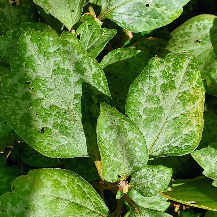 Pachysandra procumbens 'Silver Streak' - Allegheny Spurge from Quackin Grass Nursery Pachysandra procumbens 'Silver Streak' - Allegheny Spurge from Quackin Grass Nursery