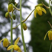 Albuca shawii