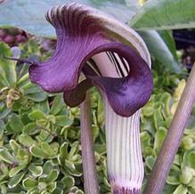 Arisaema ringens