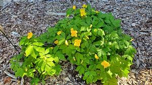 Hylomecon japonicum - Japanese Poppywort from Quackin Grass Nursery Hylomecon japonicum - Japanese Poppywort from Quackin Grass Nursery