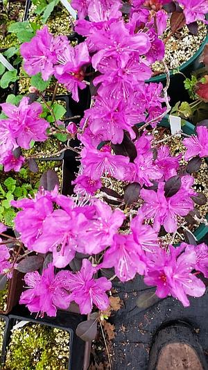 Rhododendron x 'Princess Susan' - Rhododendron from Quackin Grass Nursery Rhododendron x 'Princess Susan' - Rhododendron from Quackin Grass Nursery