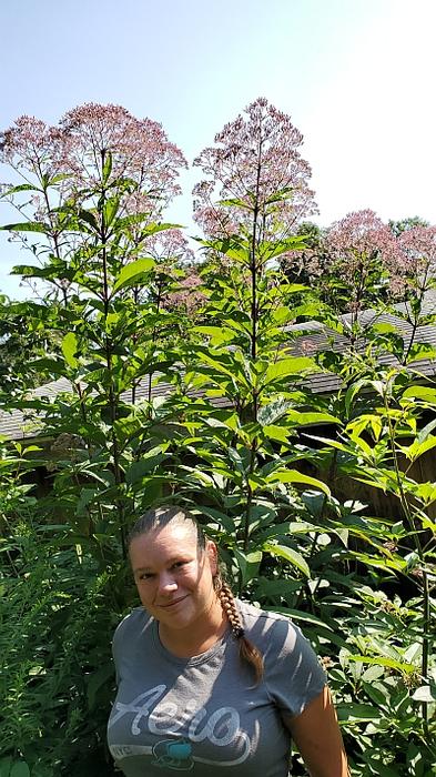 Eupatorium purpureum subsp. maculatum 'Gateway' - Joe-pye Weed from Quackin Grass Nursery Eupatorium purpureum subsp. maculatum 'Gateway' - Joe-pye Weed from Quackin Grass Nursery