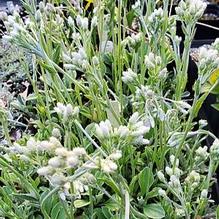 Antennaria plantaginifolia