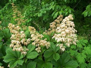 Rodgersia pinnata 'Superba' - Rodger's Flower from Quackin Grass Nursery