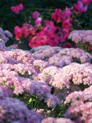 Sedum 'Autumn Joy' with Rosa 'Chuckles'