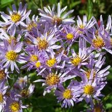 Aster tataricus 'Jin Dai'