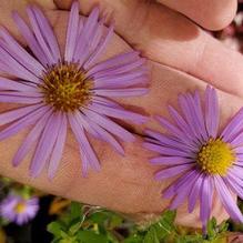 Aster x 'Dawson Road'