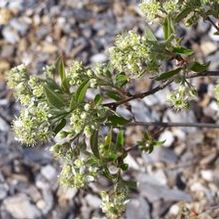 Amelanchier nantucketensis