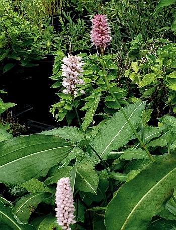 Persicaria bistorta 'Superba' - Meadow Bistort from Quackin Grass Nursery Persicaria bistorta 'Superba' - Meadow Bistort from Quackin Grass Nursery