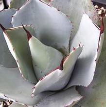 Agave parryi subsp. truncata