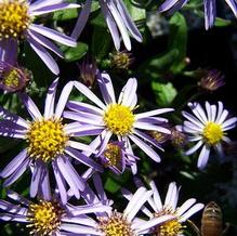 Aster ageratoides subsp. ovatus 'Adustus Nanus'