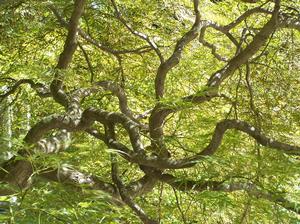 a Japanese Maple in warmth