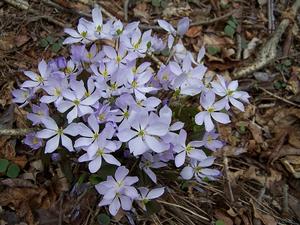 Jeffersonia dubia - Asian Twinleaf from Quackin Grass Nursery Jeffersonia dubia - Asian Twinleaf from Quackin Grass Nursery