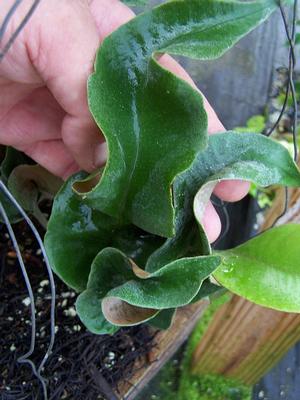 Pyrrosia lingua 'Eboshi' - Japnaese Tongue Fern from Quackin Grass Nursery Pyrrosia lingua 'Eboshi' - Japnaese Tongue Fern from Quackin Grass Nursery