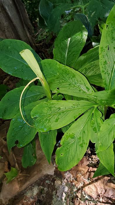 Sauromatum venosum 'Indian Giant' - Monarch of the East from Quackin Grass Nursery Sauromatum venosum 'Indian Giant' - Monarch of the East from Quackin Grass Nursery
