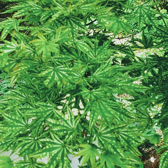 Acer palmatum 'Higasa yama' - Japanese Maple from Quackin Grass Nursery Acer palmatum 'Higasa yama' - Japanese Maple from Quackin Grass Nursery