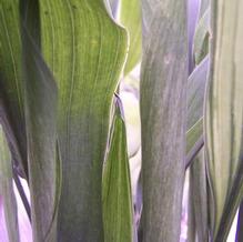 Aspidistra elatior 'Morning Frost'