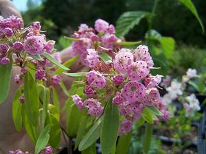 Kalmia angustifolia - Sheep Laurel from Quackin Grass Nursery Kalmia angustifolia - Sheep Laurel from Quackin Grass Nursery