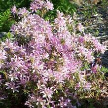 Azalea 'Koromo Shikibu'