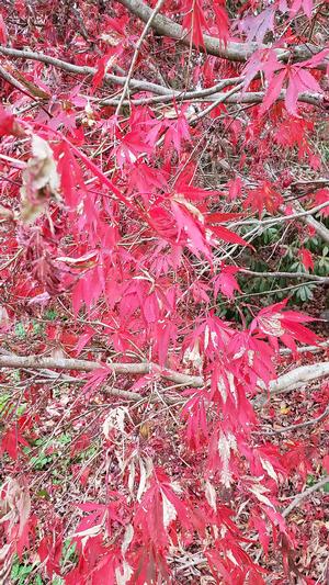 Acer palmatum 'Burgundy Lace' - Japanese Maple from Quackin Grass Nursery Acer palmatum 'Burgundy Lace' - Japanese Maple from Quackin Grass Nursery