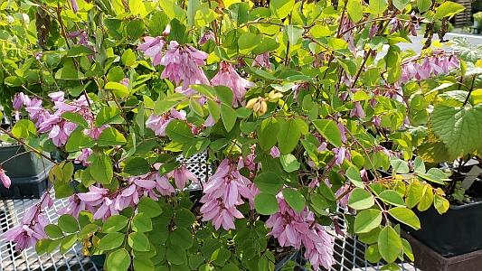 Indigofera kirilowii 'Bernheim' - Giant Chinese Indigo from Quackin Grass Nursery Indigofera kirilowii 'Bernheim' - Giant Chinese Indigo from Quackin Grass Nursery