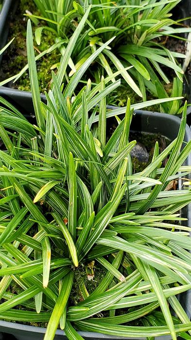 Ophiopogon japonicus 'Snow Globe' - Mondo Grass from Quackin Grass Nursery Ophiopogon japonicus 'Snow Globe' - Mondo Grass from Quackin Grass Nursery