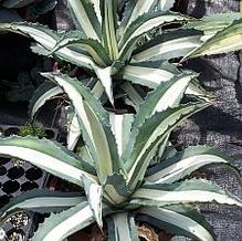 Agave americana 'Medio-picta Alba'