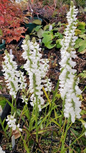 Spiranthes cernua var. odorata - Ladies' Tresses from Quackin Grass Nursery Spiranthes cernua var. odorata - Ladies' Tresses from Quackin Grass Nursery