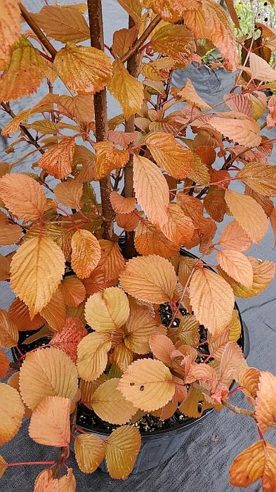 Viburnum plicatum f. tomentosum 'Copper Ridges' - Doublefile Viburnum from Quackin Grass Nursery