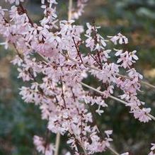 Abeliophyllum distichum 'Roseum'