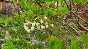 Enkianthus perulatus 'Compactus' - White Enkianthus from Quackin Grass Nursery Enkianthus perulatus 'Compactus' - White Enkianthus from Quackin Grass Nursery