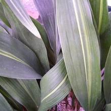 Aspidistra elatior 'Lennon's Song'