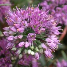 Allium thunbergii 'Ozawa'