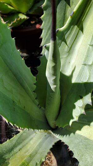 Agave americana subsp. protoamericana 'Lemon Lime' - Agave from Quackin Grass Nursery Agave americana subsp. protoamericana 'Lemon Lime' - Agave from Quackin Grass Nursery