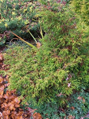 Case study: we planted our 'Tsatsumi Gold' in too much shade; the foliage is green, not yellow which it would be in sun. Not 'Lemon Twist' but Lime Disappointment. LOL Case study: we planted our 'Tsatsumi Gold' in too much shade; the foliage is green, not yellow which it would be in sun. Not 'Lemon Twist' but Lime Disappointment. LOL