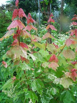 Acer rubrum 'Candy Ice' - Scarlet Maple from Quackin Grass Nursery Acer rubrum 'Candy Ice' - Scarlet Maple from Quackin Grass Nursery