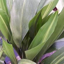 Aspidistra elatior 'Cynthia Johnson'