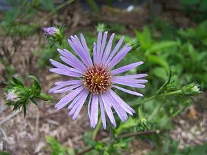 Aster novae-angliae 'Skyscraper' - New England Aster from Quackin Grass Nursery Aster novae-angliae 'Skyscraper' - New England Aster from Quackin Grass Nursery