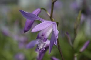 Bletilla striata 'Soryu' - Urn Orchid from Quackin Grass Nursery Bletilla striata 'Soryu' - Urn Orchid from Quackin Grass Nursery