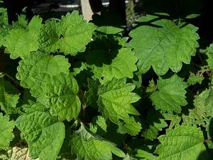 Boehmeria platanifolia - Sycamore-leaved False Nettle from Quackin Grass Nursery Boehmeria platanifolia - Sycamore-leaved False Nettle from Quackin Grass Nursery
