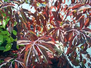 Cornus racemosa 'Huron' - Gray Dogwood from Quackin Grass Nursery Cornus racemosa 'Huron' - Gray Dogwood from Quackin Grass Nursery