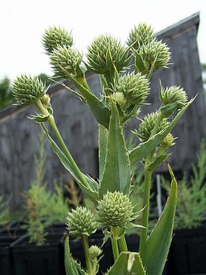 Eryngium yuccifolium 'Kershaw Blue' - Rattlesnake Master from Quackin Grass Nursery Eryngium yuccifolium 'Kershaw Blue' - Rattlesnake Master from Quackin Grass Nursery